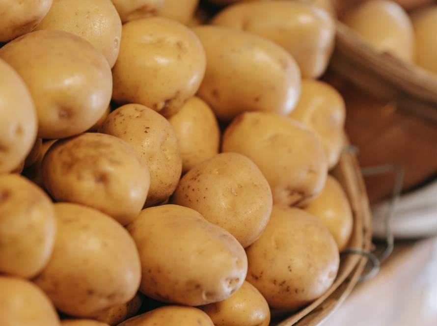 sadbové brambory agrico bohemia